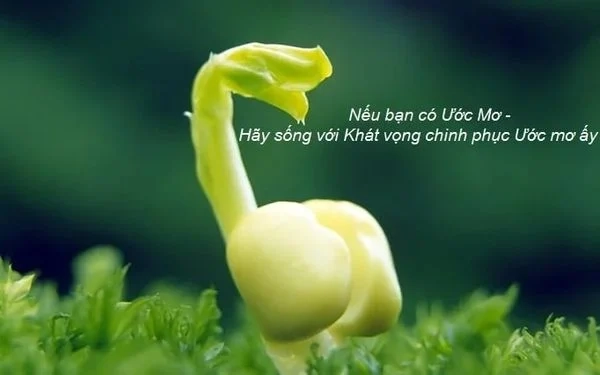 Tìm đọc bài thơ về ước mơ bay xa cùng những điều Thả...! mong manhv