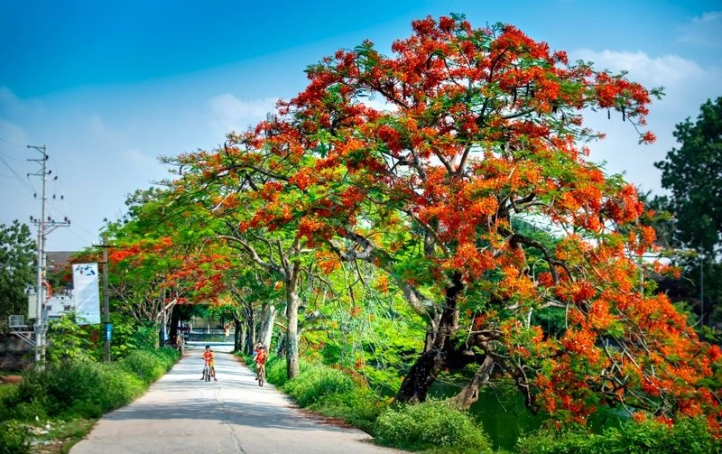 Thơ về hoa phượng nhè nhẹ Mơ về mùa hoa phượng