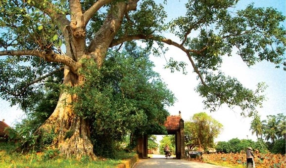 Đêm trăng sáng bé khẽ Nhớ quê tha thiết