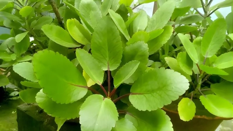 Bài thuốc từ lá bỏng giúp giảm đau, cầm máu hiệu quả