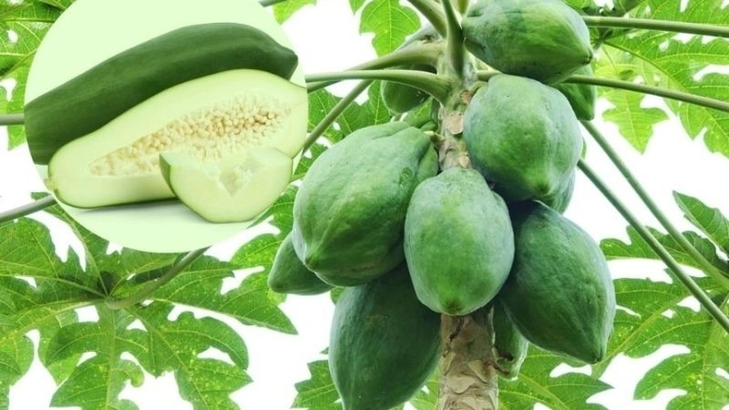 Sử dụng đu đủ xanh giúp làm teo búi trĩ tự nhiên