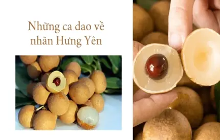 Tuyển chọn ca dao về nhãn Hưng Yên ngọt lịm, thơm danh đất nhãn