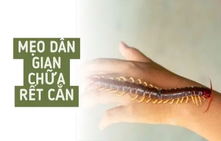 Mẹo dân gian chữa rết cắn được truyền lại từ đời ông bà ta