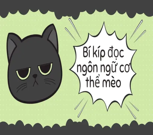 Khám phá ngôn ngữ cơ thể mèo- Hiểu mèo chuẩn xác nhất