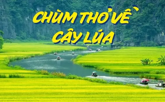 Những bài thơ về cây lúa chan chứa tình quê