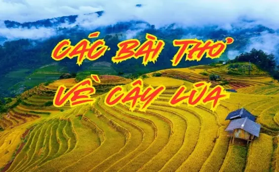 Thơ cây lúa - Nơi lưu giữ hồn quê và ký ức tuổi thơ