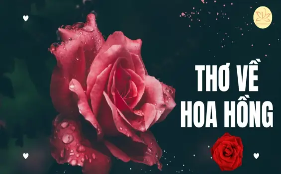 Những vần thơ nhẹ nhàng về hoa hồng đầy cảm xúc