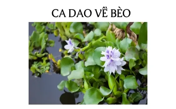 Ca dao về bèo hay và ý nghĩa nhất trong văn học dân gian Việt