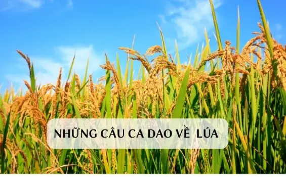 Ca dao về lúa và công sức người nông dân Việt Nam chân chất
