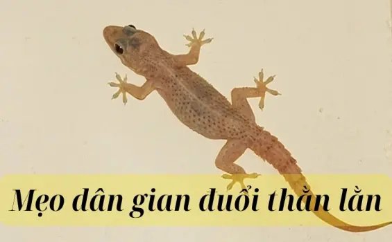 Tổng hợp mẹo dân gian đuổi thằn lằn đơn giản mà hiệu quả