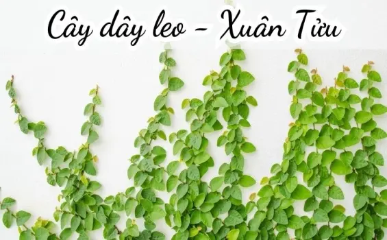 Bài thơ Cây dây leo (Xuân Tửu) - Chủ đề thơ trường mầm non
