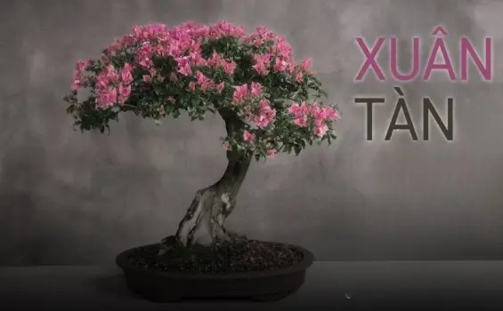 Chùm thơ "Xuân tàn" đậm chất trữ tình và nỗi buồn cuối xuân
