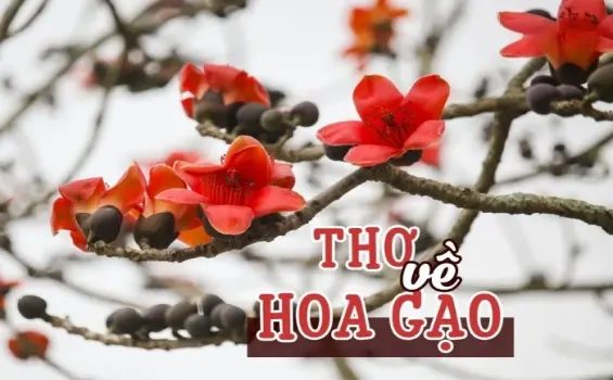 Hoa gạo trong thơ - Sắc đỏ rực rỡ của mùa tháng Ba