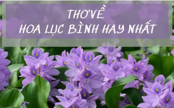 Thơ hoa lục bình - Tâm hồn phiêu du theo sóng nước
