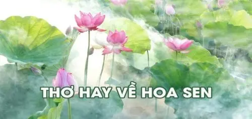 Lắng nghe tâm hồn Việt qua những bài thơ về sen