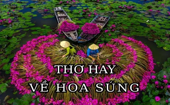 Thơ về hoa súng - Hình ảnh dịu êm giữa dòng thơ quê hương