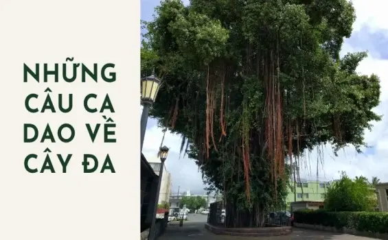 Khám phá những câu ca dao về cây đa và tuổi thơ hay nhất