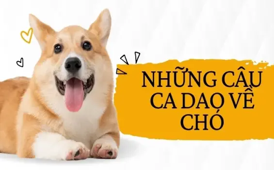 Ca dao về chó và bài học về tình bạn trung thành