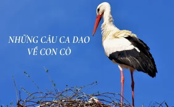 Những câu ca dao về cò giàu cảm xúc và ý nghĩa sâu xa