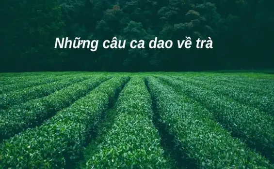 Khám phá ý nghĩa sâu sắc trong những câu ca dao về trà
