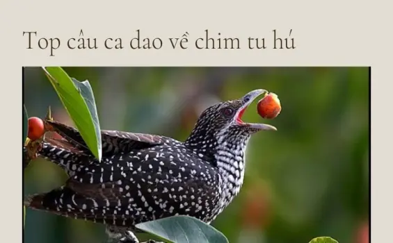 Ca dao về tu hú và nỗi niềm của người con xa quê