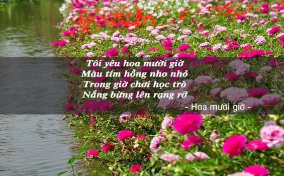 Tuyển chọn thơ hay viết về hoa mười giờ rực rỡ nắng