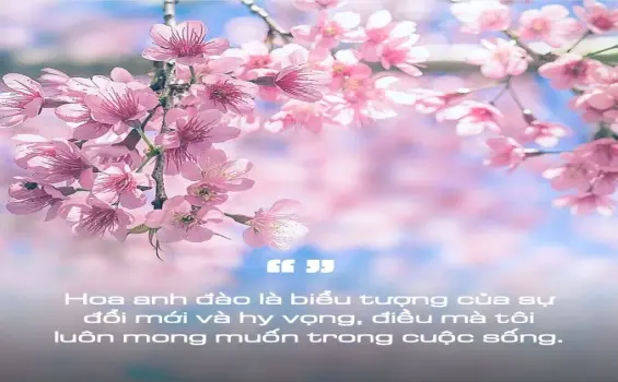 Hoa anh đào trong thơ - Vẻ đẹp mong manh và thuần khiết