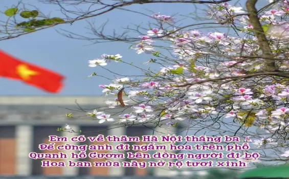 Chùm thơ hay về hoa ban - Nét đẹp núi rừng Tây Bắc