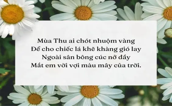 Những vần thơ viết về hoa cúc đầy chất trữ tình