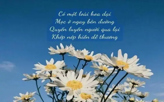 Thơ viết về hoa dại - Vẻ đẹp ẩn mình nơi góc nhỏ