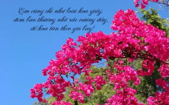 Những vần thơ nhẹ nhàng và mộng mơ về hoa giấy