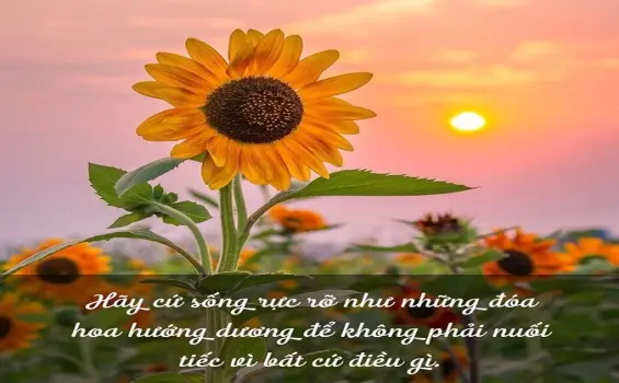Thơ hoa hướng dương - Biểu tượng của niềm tin và hy vọng