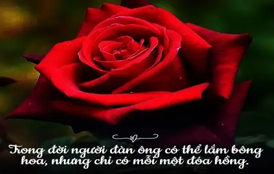 Tuyển tập thơ về hoa hồng lãng mạn, sâu sắc nhất