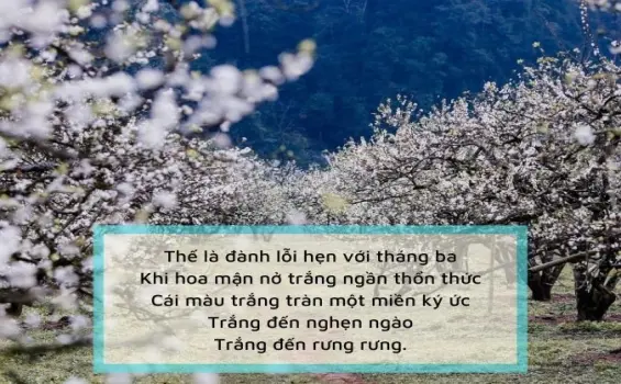 Thơ viết về hoa mận - Dịu dàng như gió đầu xuân
