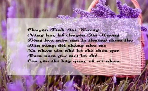 Thơ về hoa oải hương - Biểu tượng tình yêu thủy chung