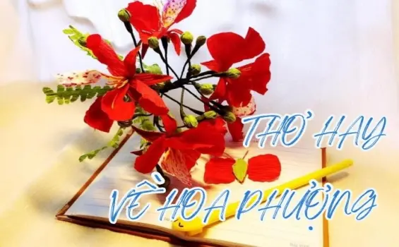 Hoa phượng đỏ trong thơ - Dấu ấn mùa chia tay