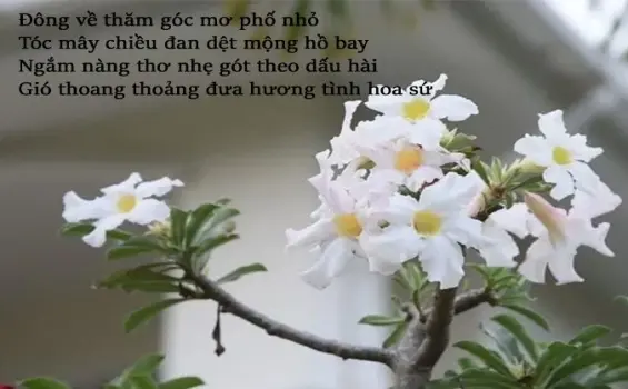 Hoa sứ trong thơ - Hương sắc dịu dàng đầy hoài niệm