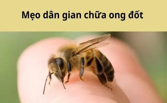 Mẹo dân gian chữa ong đốt giảm đau, ngừa sưng tấy tức thì