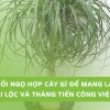 1978 hợp cây gì? Chọn cây phong thủy hút tài lộc cho người Mậu Ngọ
