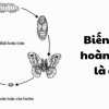 Biến Thái Hoàn Toàn Là Gì? Phân Tích Chuyên Sâu Các Ví Dụ Điển Hình