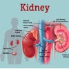 Đạm Thận là gì? Hiểu Rõ Vai Trò và Cách Sử Dụng Thuốc Hỗ Trợ Thận