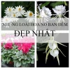 Khám phá thế giới hoa nở về đêm thơm ngát hương say
