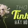 Khám Phá Thế Giới Thơ Trữ Tình: Tuyển Tập Thơ Hay và Ý Nghĩa