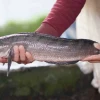 Mẹo Chữa Chậm Nói Bằng Cá Lóc: Hiệu Quả Và Lưu Ý Quan Trọng