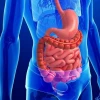 Tiêu Hóa Tiếng Anh Là Gì? Giải Đáp Chi Tiết Và Mở Rộng
