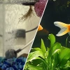 A complete guide to aquaponics for small pet fish tanks in 2026