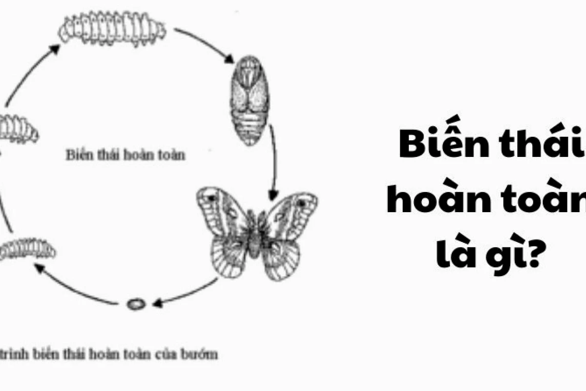Biến Thái Hoàn Toàn Là Gì? Phân Tích Chuyên Sâu Các Ví Dụ Điển Hình