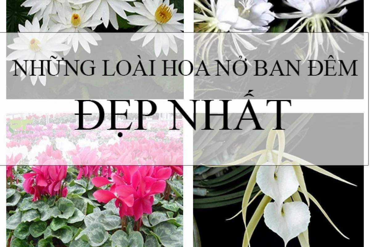 Khám phá thế giới hoa nở về đêm thơm ngát hương say