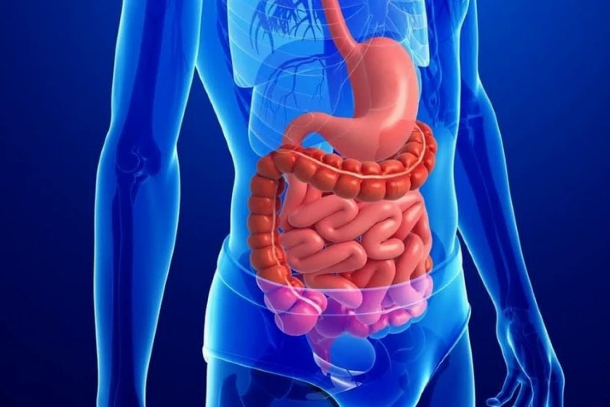 Tiêu Hóa Tiếng Anh Là Gì? Giải Đáp Chi Tiết Và Mở Rộng