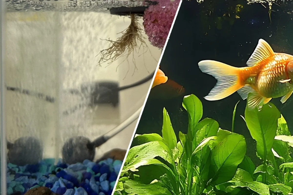 A complete guide to aquaponics for small pet fish tanks in 2026